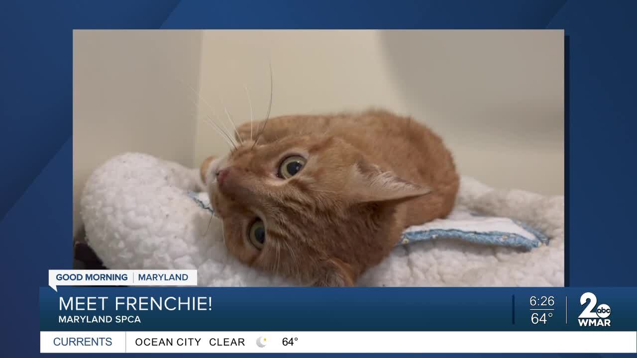 Frenchie the cat is up for adoption at the Maryland SPCA