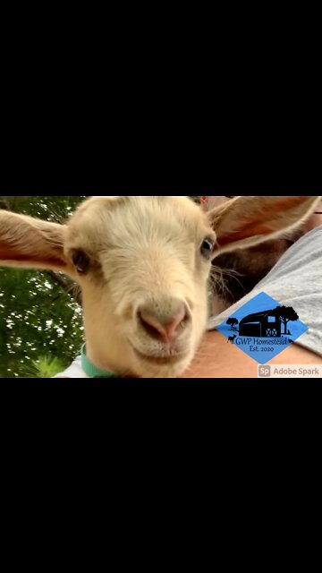 When the nap hits just right #shorts