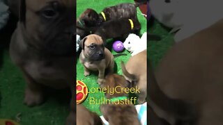 Puppies puppies everywhere. LonelyCreek bullmastiff
