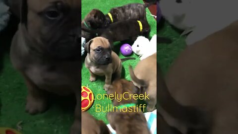 Puppies puppies everywhere. LonelyCreek bullmastiff