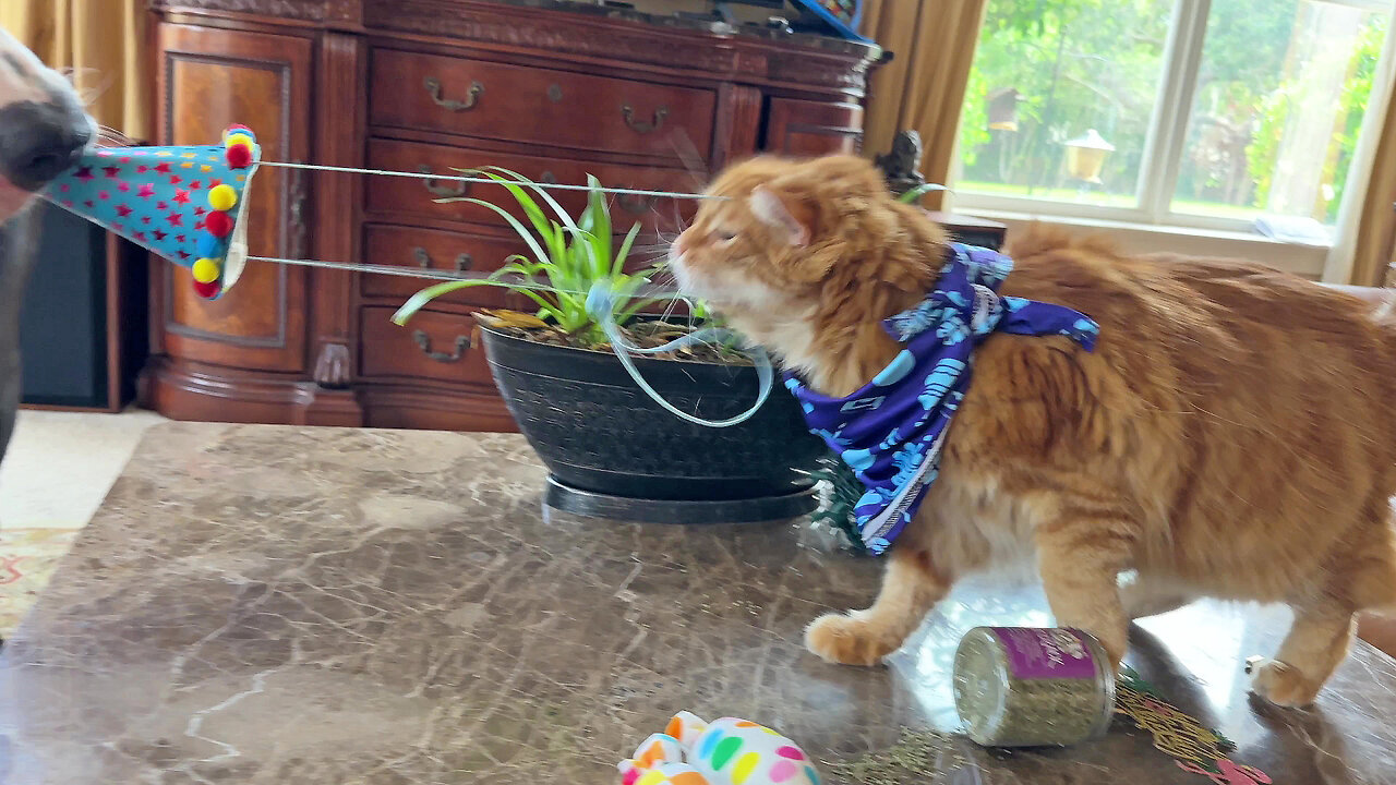 Funny slow motion swipe of cat's birthday hat by Great Dane