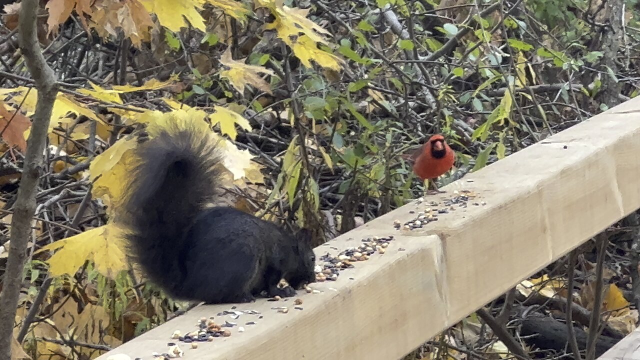 Male Cardinal bully female