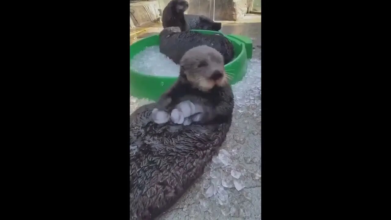 Otter playing with ice cubes