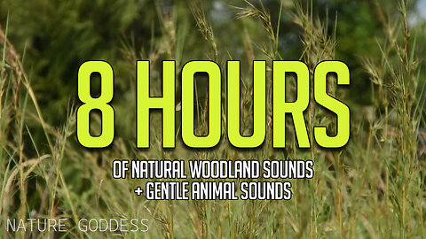 8-Hour Natural Woodland + Birds Sounds for Relaxing, Sleeping, and Meditation | 8 Hours Black Screen