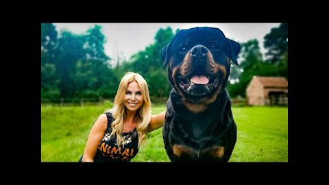 How To Make Dog Become Fully Aggressive With Few Simple Tips