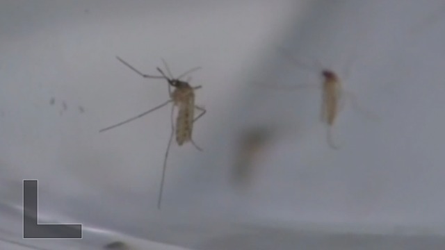 PROTECT YOUR HOME: Mosquito prevention