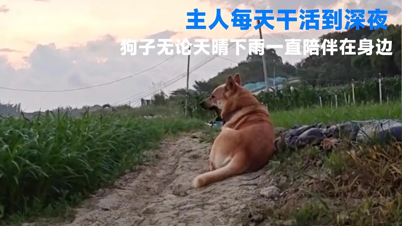 主人每天干活到深夜,土狗一直陪伴在身边!网友:最忠实的伙伴