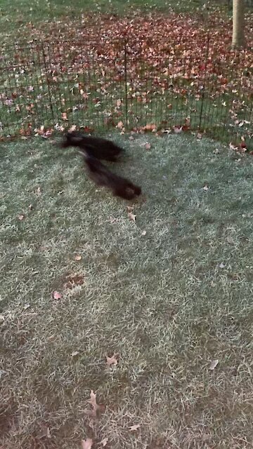 My neighbor’s dogs playing