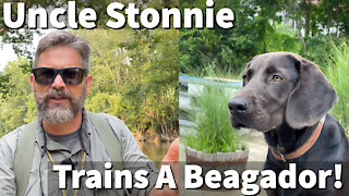 Uncle Stonnie Trains A Beagador | Labrador Retriever / Beagle Cross River Adventure