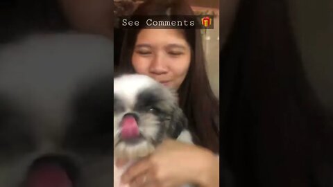 Shih Tzu Cute Puppies: Chummy Shih Tzu is worried when mum is leaving