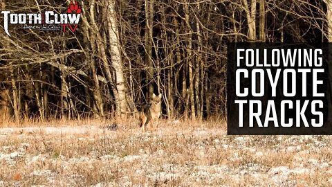 Following Coyote Tracks - Coyote Hunting