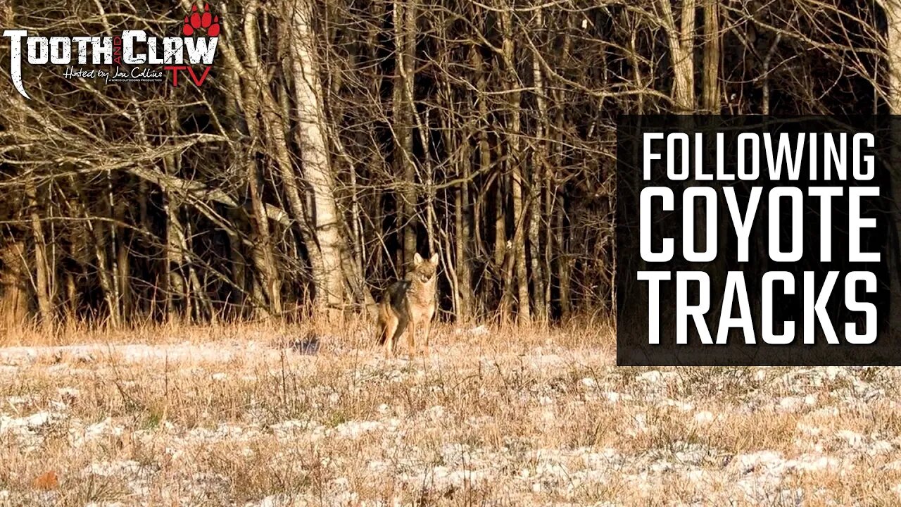 Following Coyote Tracks - Coyote Hunting