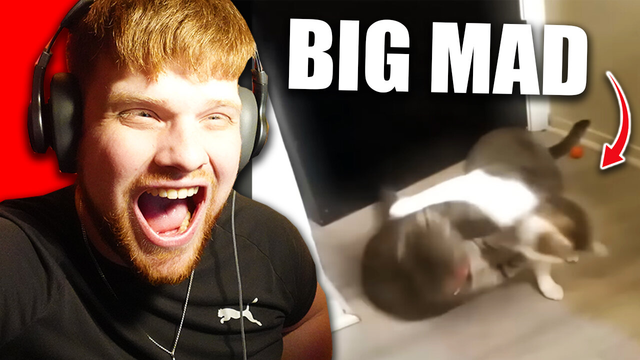 REACTING TO THE FUNNIEST ANIMALS EVER!