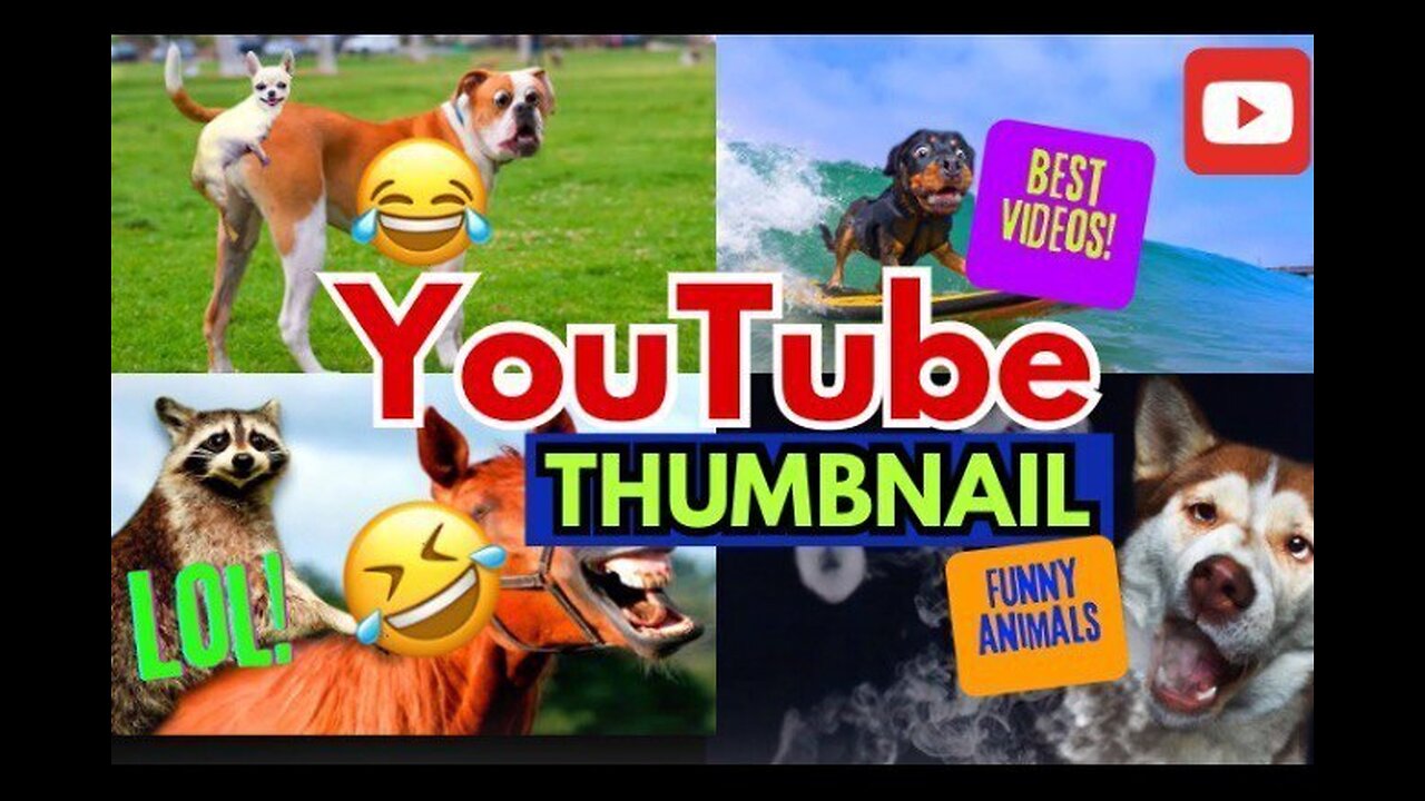 funny animal videos