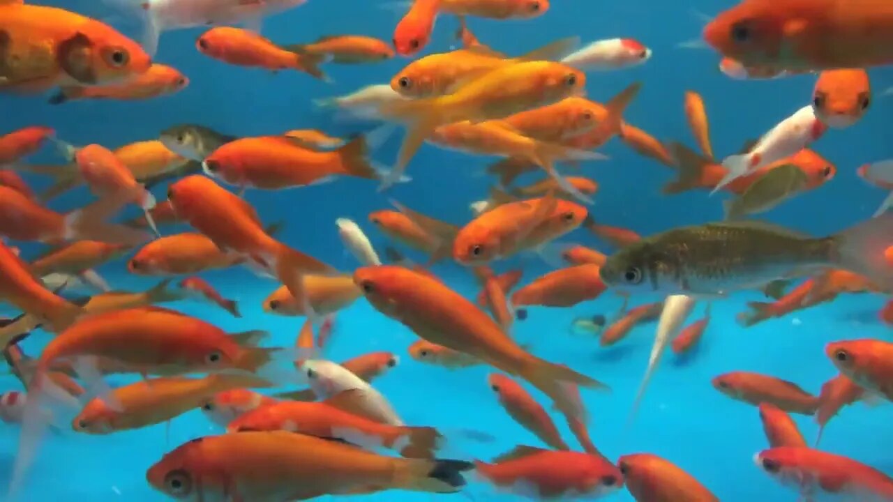 Large group of gold fish in aquarium