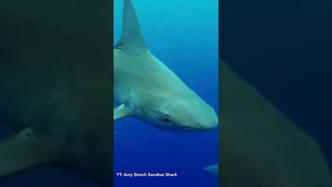 Akyaka Köpek Balıkları Gözlem Deneyimim: Adrenalin Dolu #shorts