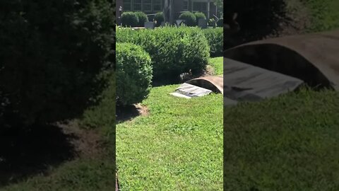 Wait for it…#shorts #behindthescenes Bunnies in Bath,NC #bunnies #bathnc #wanderingpilgrims