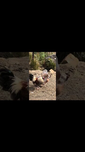 Rooster and his girl