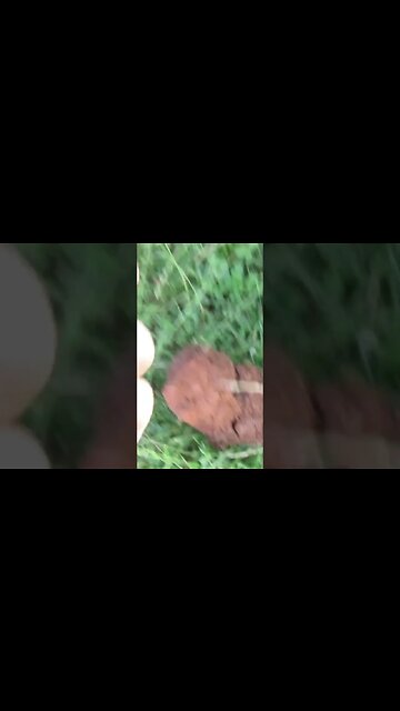 Civil War 3 ringer #coins #treasure #relic #coin #metaldetecting #silver