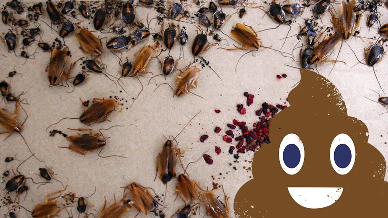 Cockroaches won't die