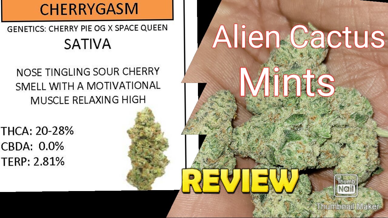 S6 Episode 8 Cherrygasm + Alien Cactus Mints Strain Review