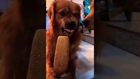 His cute 👑 🥺❤️ please get this viral | #viral | #funnydogs | #trending | #shorts