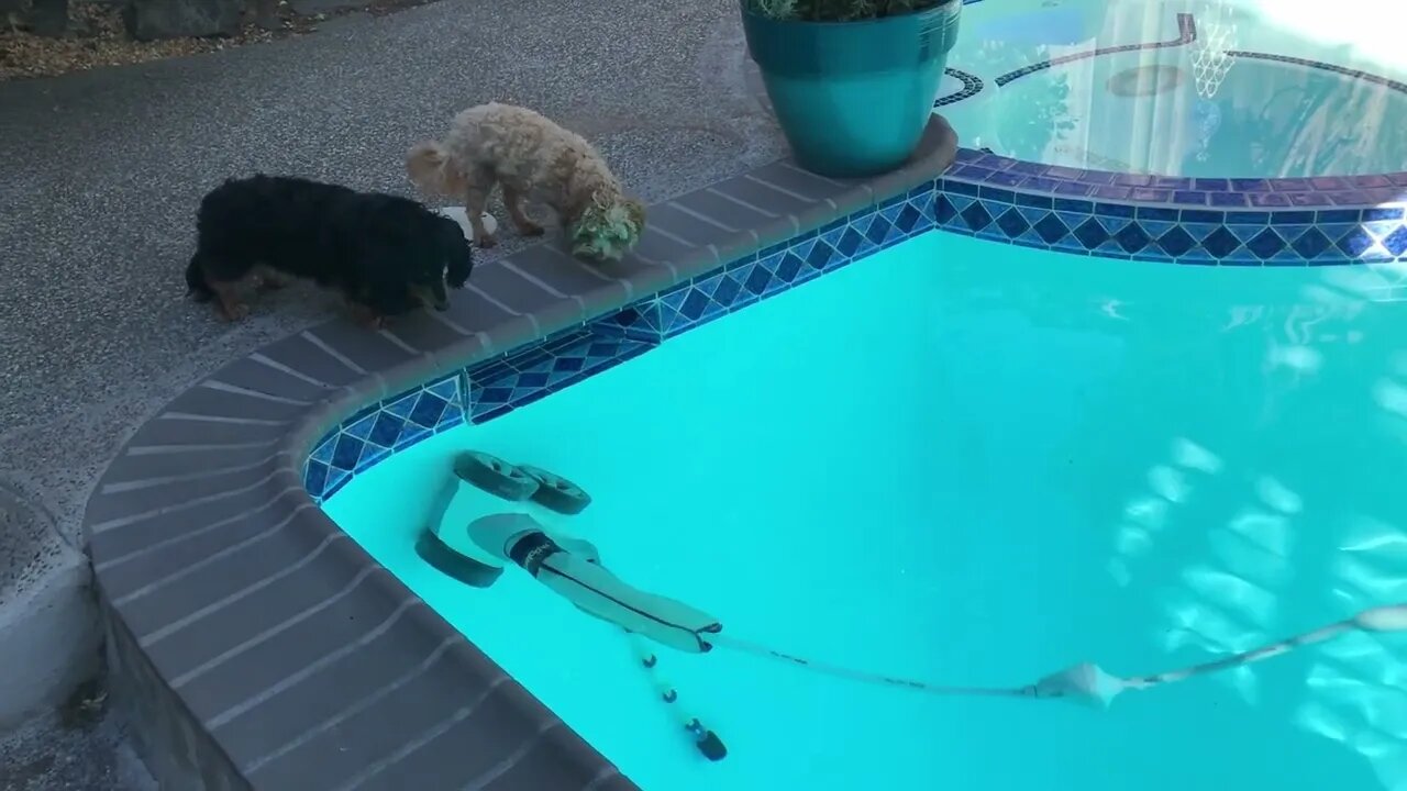 Dogs interact with pool cleaning device