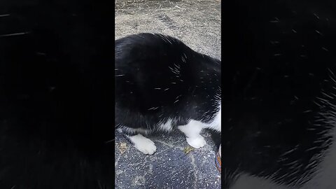 Is This Stray Cat Pregnant?