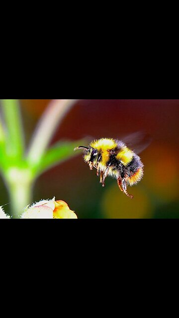 Another immunity boost recipe with cinnamon added for a more pleasant taste.