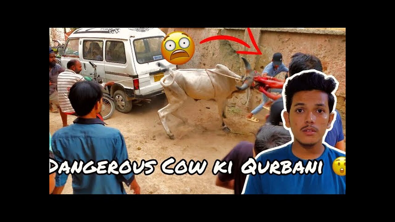 Dangerous Cow ki Qurbani 😱|| Qurbani 2023 🖤| Qurbani Vlog 2023