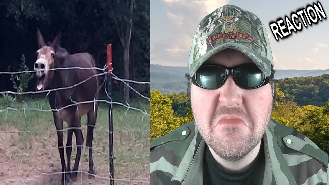 Donkey Very Loud When Upset REACTION!!! (BBT)