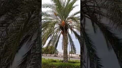 date palm tree #Oman #shorts