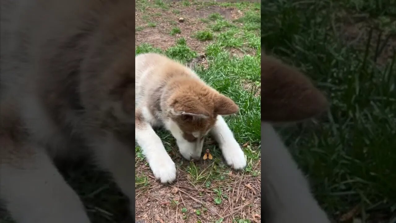 Husky plays peekaboo with a bug! #huskypuppy #husky #huskylovers #shorts