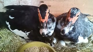 2 Muscovy ducks now have 3 ducklings 16th March 2021 ( Video 3 )