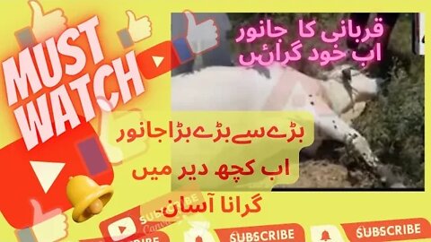 Qurbani Ka Tareeqa - Bare Se Bara Janwar Girane Ka Sahi Tareeqa - Karachi Qurbani 2022