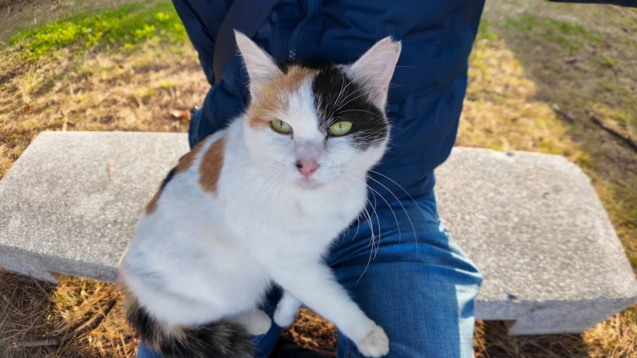 When I sat on a bench in a seaside park, a calico cat jumped onto my lap.