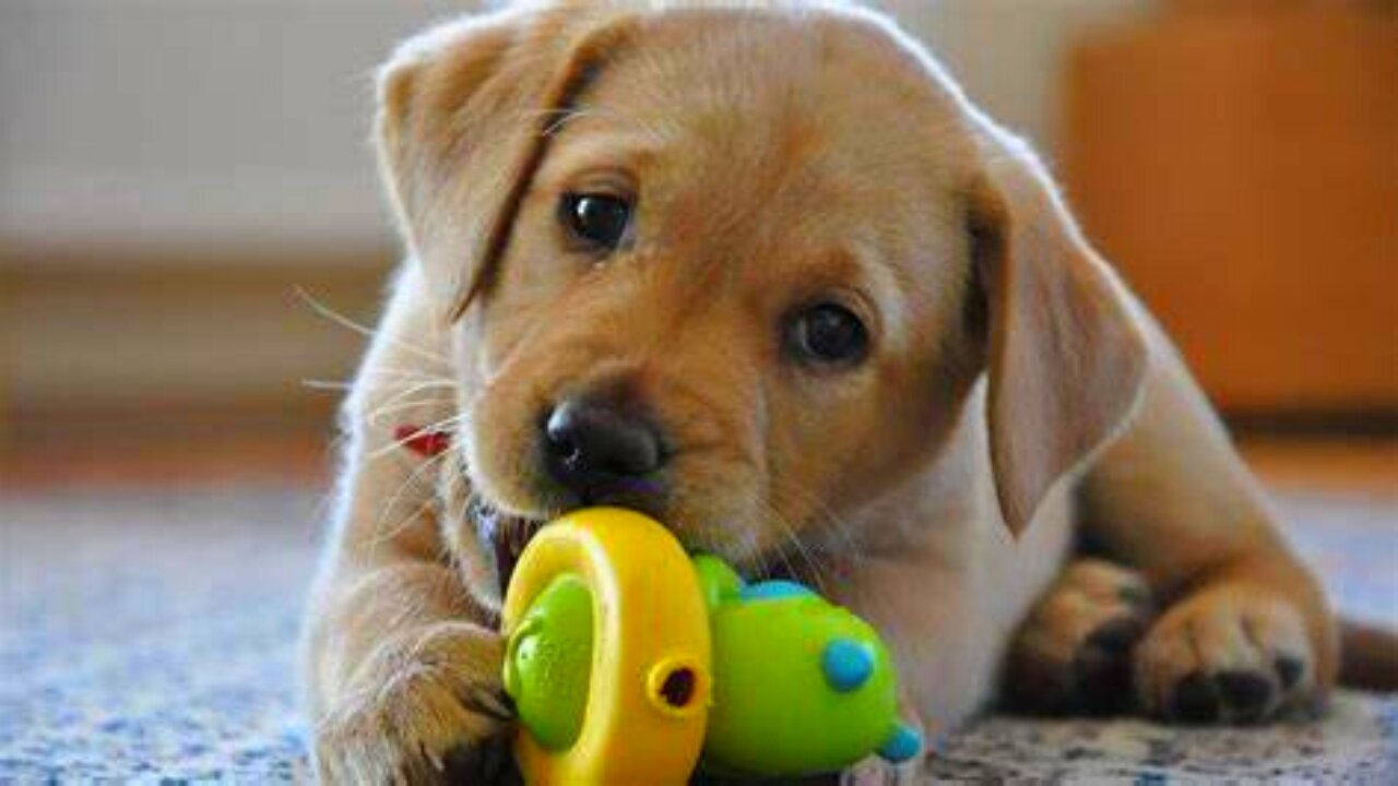 Funniest & Cutest Labrador Puppies - Funny Puppy Videos 2021