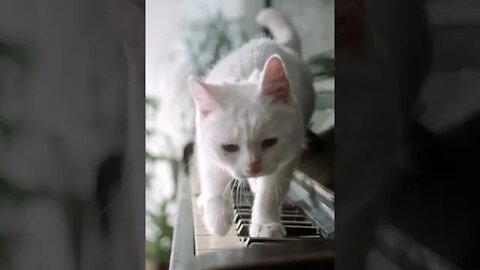 KUCING LUCU #PART 11