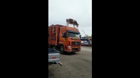 vaca fue al pantano