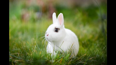 Rabbits eat the house of the mouse