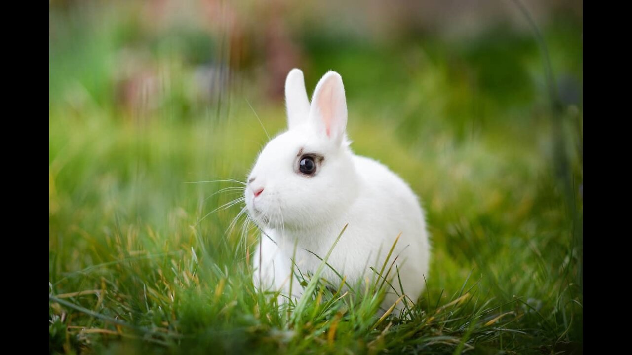Rabbits eat the house of the mouse