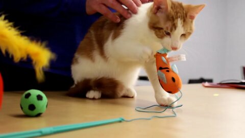 Benjamin and Kelvin | Whisker Wednesday Feb 10/21