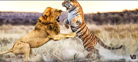 Who will win in a fight , Lion VS Tiger