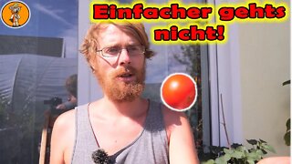 Tomaten Saatgut selber ernten 🍅