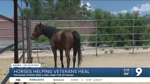 Horse based therapy program for veterans