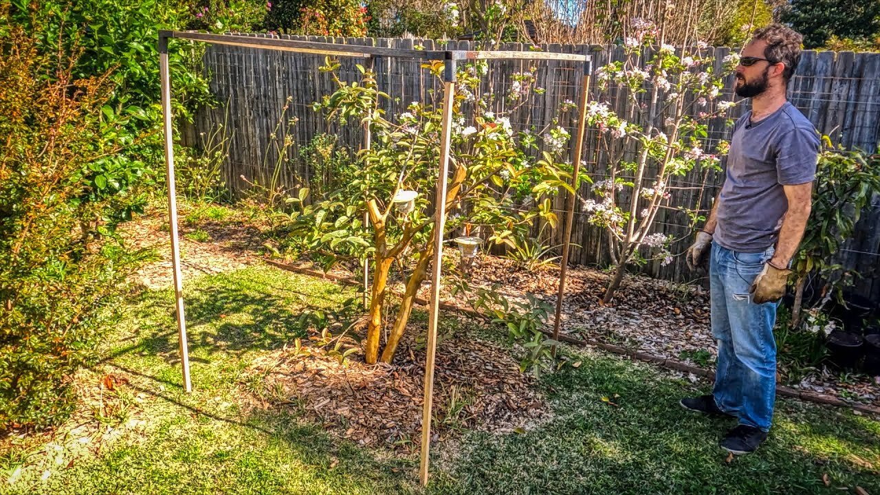 Putting up a frame around my Hawaiian Guava tree