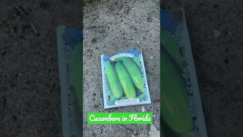 GodSpeed Garden: Planting Cucumbers