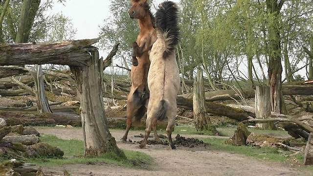 Fighting wild Konik horses demonstrate their power