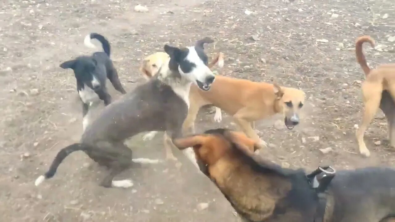 CACHORROS LUTA POR TERRITORIO