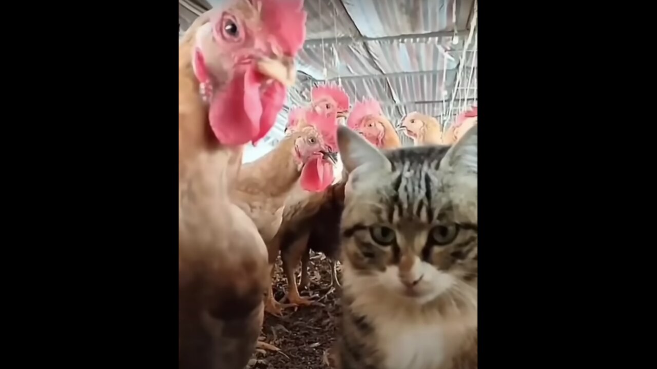 Cat vs Chicken: Get Ready to Laugh